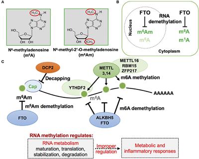 RNAs and RNA-Binding Proteins in Immuno-Metabolic Homeostasis and Diseases